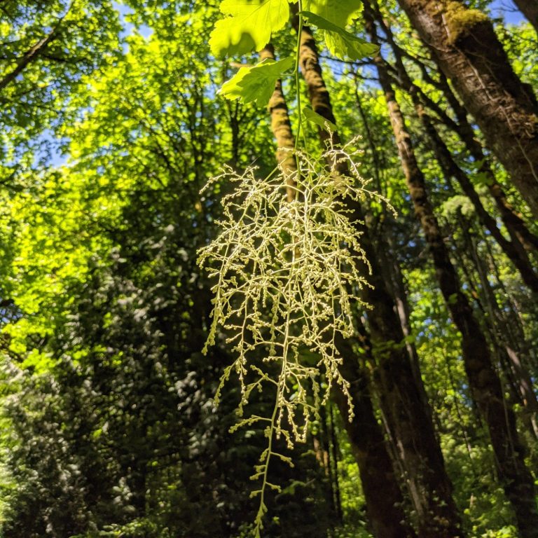 A cluster of white flowers hangs from a tree branch in a lush green forest.