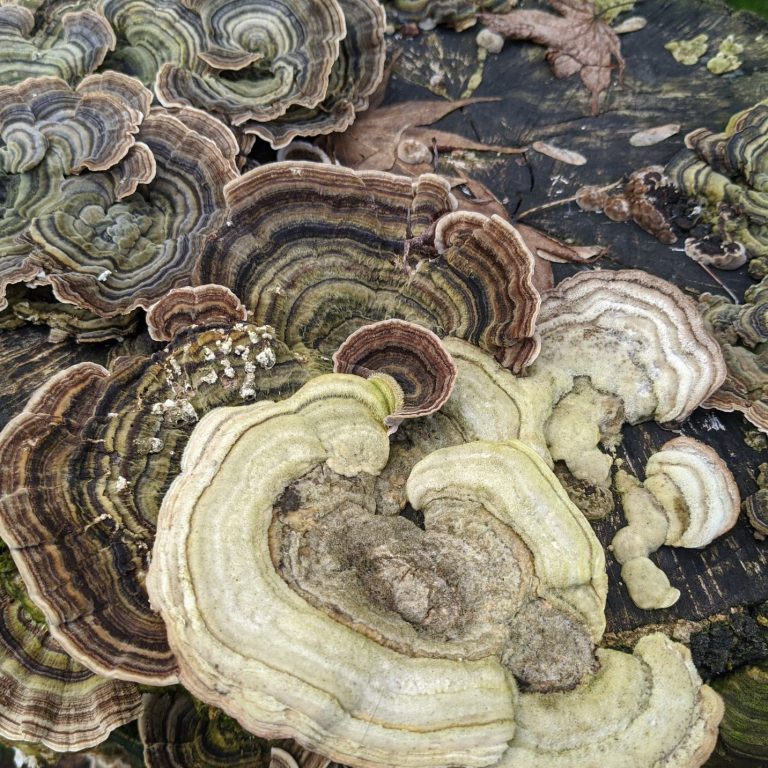 Layers of multicolored, textured fungi growing on wood.