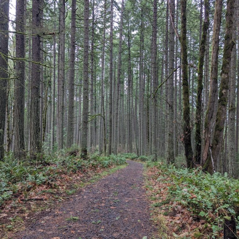 A forest path lined with tall trees and low vegetation in a misty atmosphere.