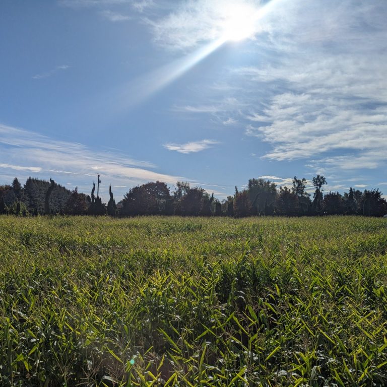 Lush green field under a bright sky with scattered clouds and sunlight.